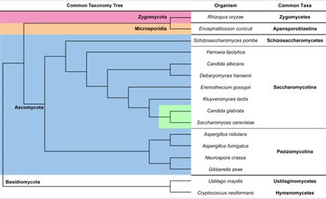 Common taxonomy tree depicting the evolutionary relationship of the... | Download Scientific Diagram