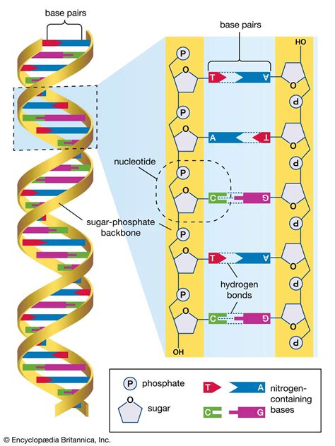 6 Questions About DNA Answered | Britannica