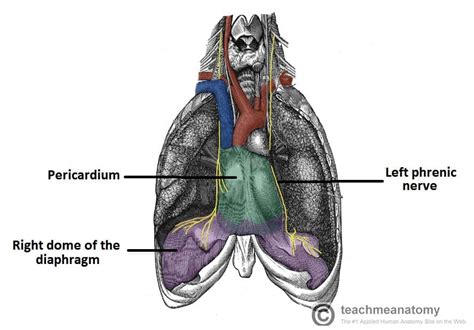 The Middle Mediastinum - Borders - Contents - TeachMeAnatomy