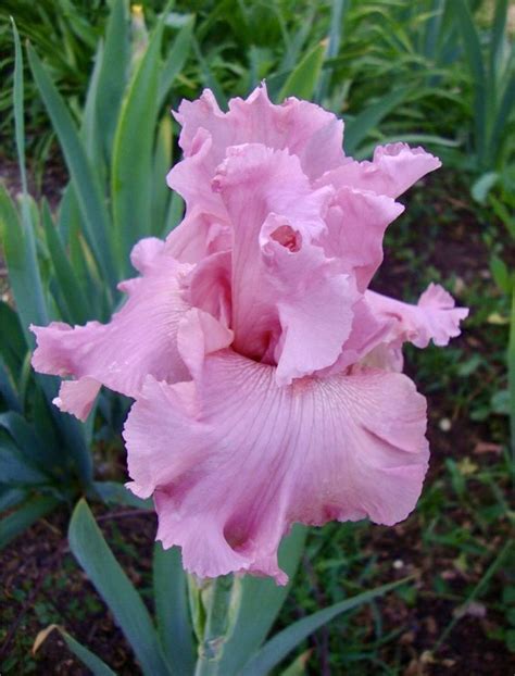 1 Pink BIG Hybrid Bearded Irises, rhizomes, iris bulbs, flowering bulb plants | Home & Garden ...