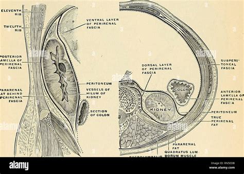 Renal Fascia Anatomy