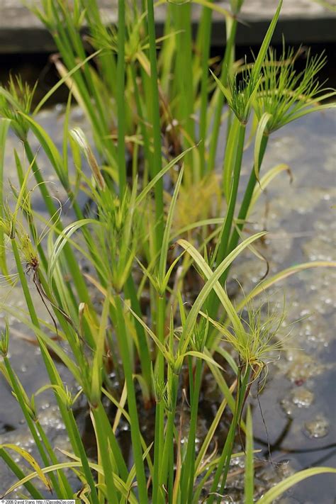 Cyperus papyrus (Egyptian Paper Reed, Giant Papyrus, Paper Reed ...