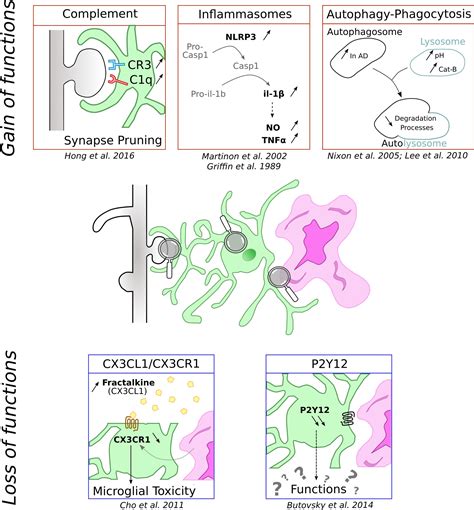 Frontiers | Microglia in Alzheimer Disease: Well-Known Targets and New ...