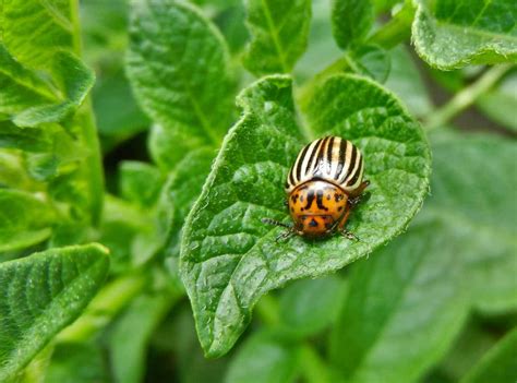 Potato beetle, control Colorado beetle with organic methods