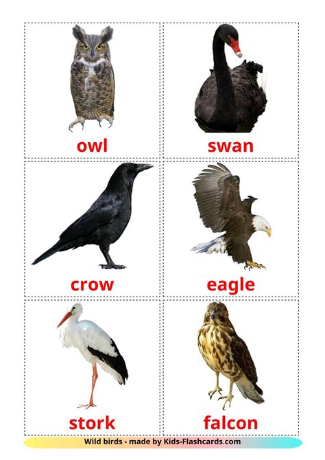 18 FREE Wild birds Flashcards | PDF | English Words