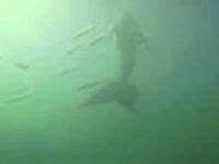 33 Best Real Mermaid Sightings ideas | real mermaids sightings, mermaid sightings, mermaid