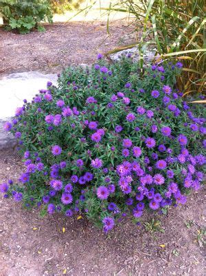 Aster novae-angliae 'Purple Dome' (COPF) from NVK Nurseries