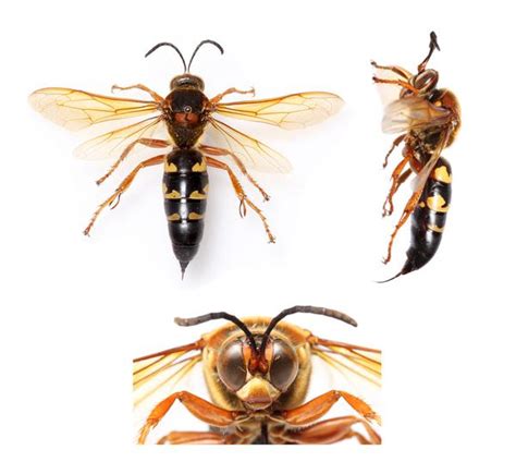 Cicada Killer Wasps in Turf | NC State Extension Publications