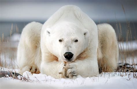 Polar Bear in Canada Photo | One Big Photo