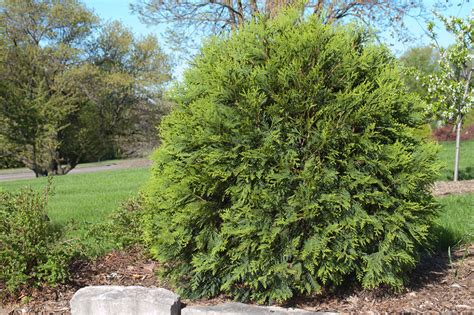 I'M CONFUSED BY TECHNITO ARBORVITAE - THERE ARE DIFFERENT SIZES LISTED. | Garden Gab