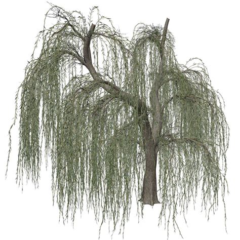 Weeping Willow Tree #06 - 3D Model by AntonioKowatsch