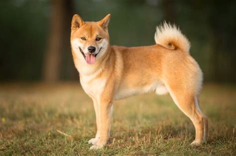 How Much Is a Shiba Inu? Price Guide | Perfect Dog Breeds