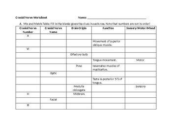 Cranial Nerve Quiz Anatomy - Anatomy Book