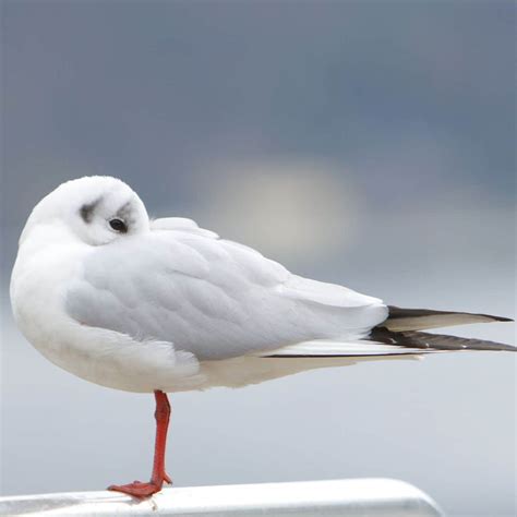 Where Do Seagulls Sleep? (and Why) - Bird Nature