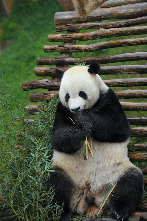 Panda Bear while Eating · Free Stock Photo