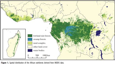 The Congo Rainforest