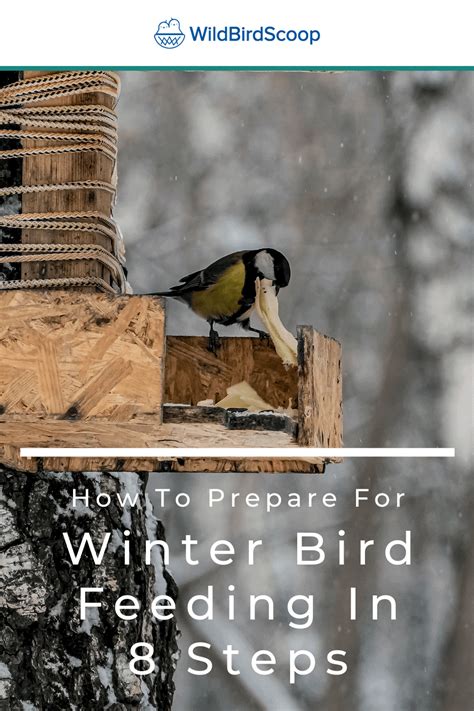 Winter Bird Feeding - How To Feed Your Bird During Winter In 8 Steps