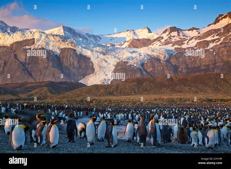 Sunrise at the king penguin colony at Gold Harbour, South Georgia ...