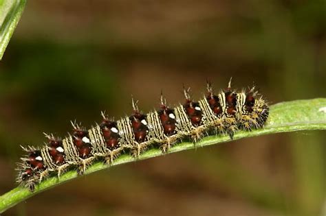 American Painted Lady Caterpillar - Vanessa virginiensis - BugGuide.Net