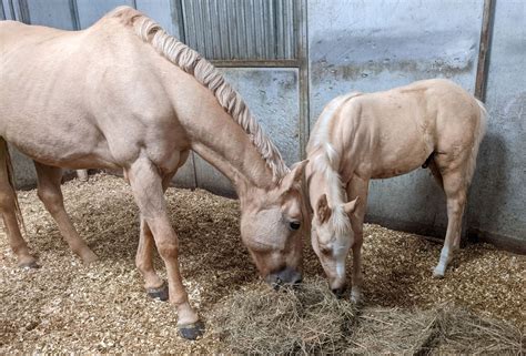 The Best Way To Manage A Horse Training Facility! - The Flaxen Filly