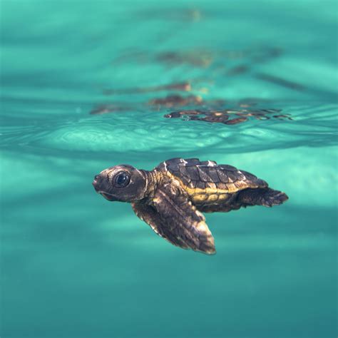 Little baby sea turtle's first day at sea : r/pics