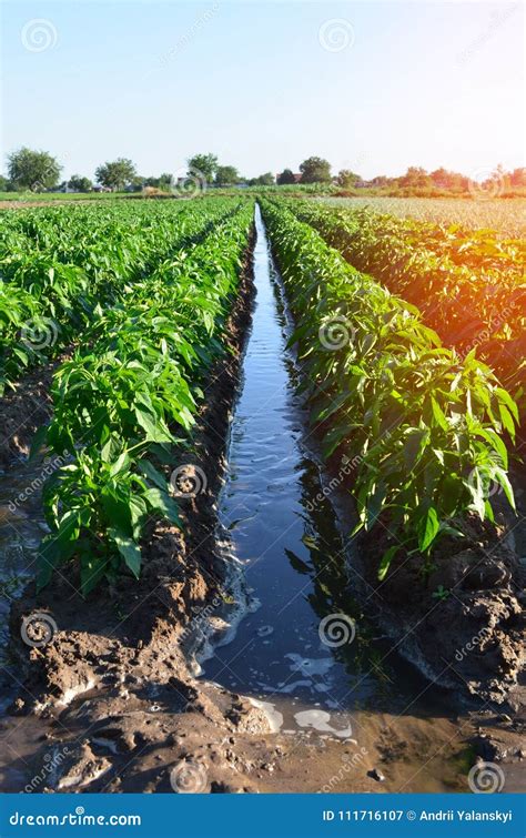 Watering of Agricultural Crops, Countryside, Irrigation, Natural Stock ...