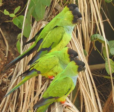 Birds of the Pantanal - Chile to Mexico