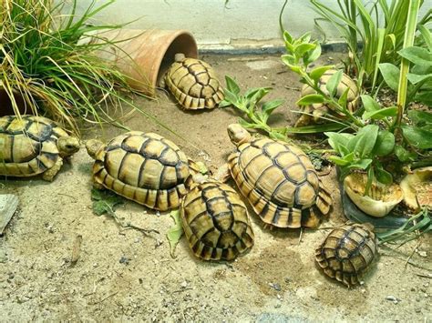 Egyptian Tortoise - Learn About Nature