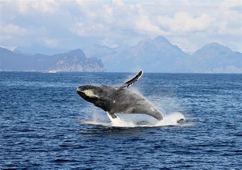 Wildlife & Whale Watching; Inside the Kenai Fjords Tours Experience