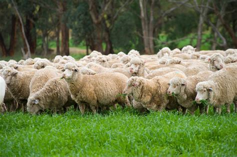 8,700+ Merino Sheep Stock Photos, Pictures & Royalty-Free Images - iStock