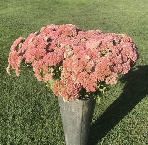 Pink Sedum – Oregon Flowers