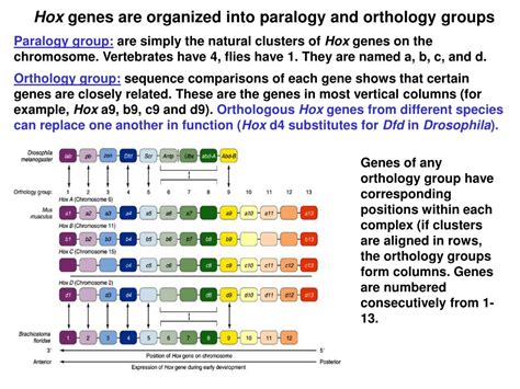 PPT - Hox genes and pattern development of vertebrates PowerPoint Presentation - ID:6731247