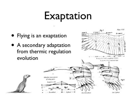 The Concept of Exaptation and Its Relevance in Modern Life – Welcome to ...