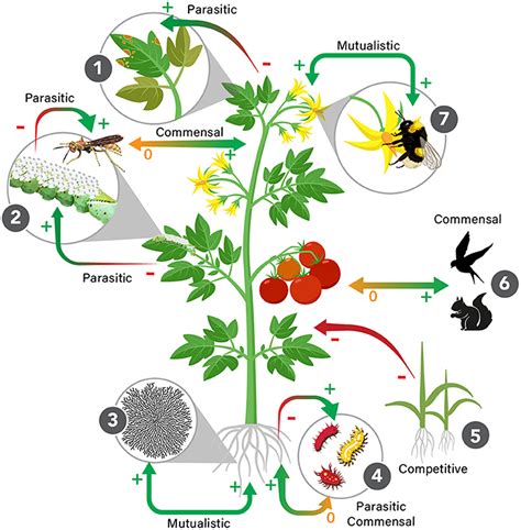 Coevolution Examples