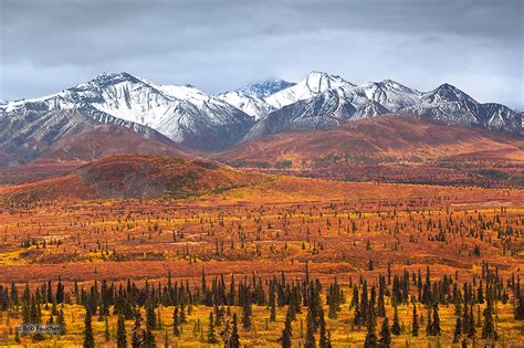 Tundra, Taiga & Muskeg : Alaska : Robert Faucher Photography