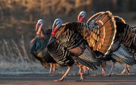 Wild Turkey | Audubon Field Guide