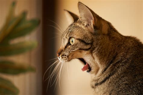 Cat yawn profile wallpaper | 2048x1367 | 171921 | WallpaperUP