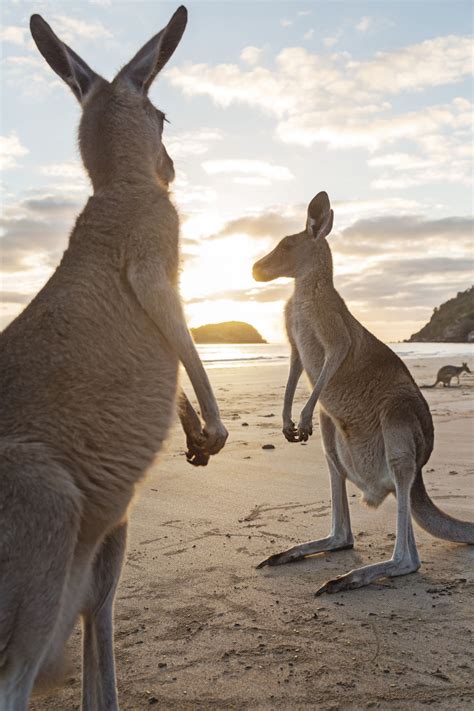 Kangaroos on the Beach - Cape Hillsborough National Park, Australia ...