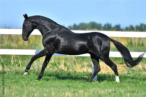 Black Akhal Teke stallion galloping along paddock fence. Side view, in ...