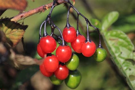 Deadly Nightshade berries, Somerset; 01-10-11 | Berries, Nightshade, Poisonous plants