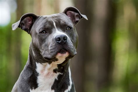 What Is The Best Dog Food For A American Staffordshire Terrier