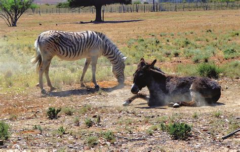 Fynbos Guest Farm & Animal Sanctuary, Wolseley, Western Cape - CaravanSA