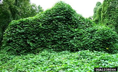 Invasive Species: Kudzu