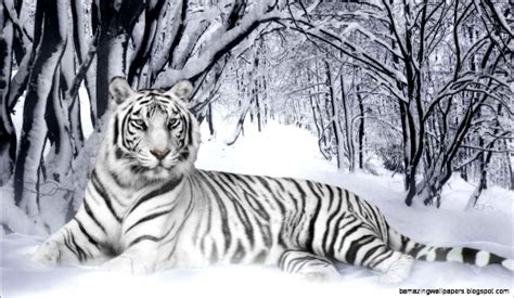 White Siberian Tiger Cubs In Snow | Amazing Wallpapers