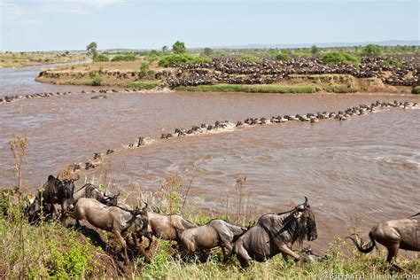 The Great Serengeti Migration | Unforgettable Tanzania Safari | Best Safari