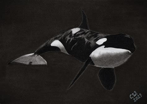 Orca by Haerchen on DeviantArt