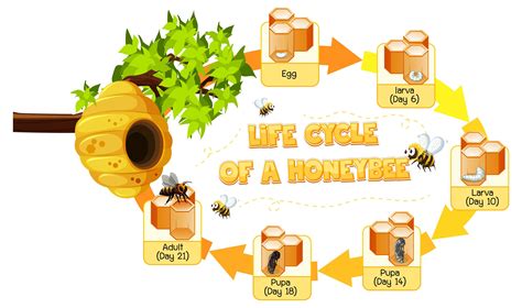 Honey Bee Life Cycle Diagram - alternator