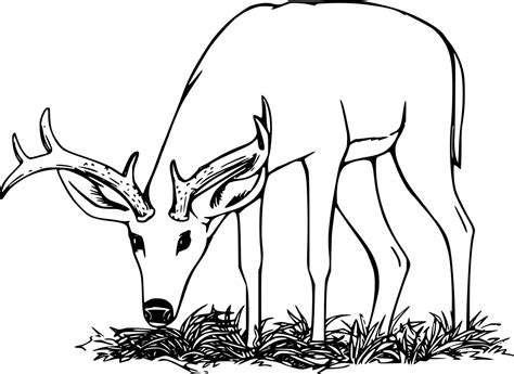 Realistic Deer Eating Grass Coloring Pages - Coloring Cool