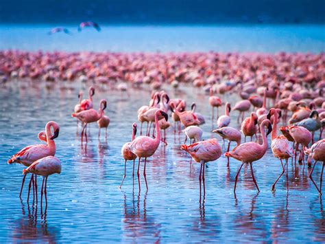 Lake Nakuru | Mustseespots.com