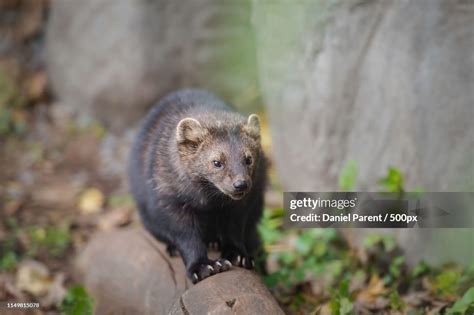 A Fisher High-Res Stock Photo - Getty Images